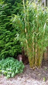 05222016_Finding joy in routine pic 1